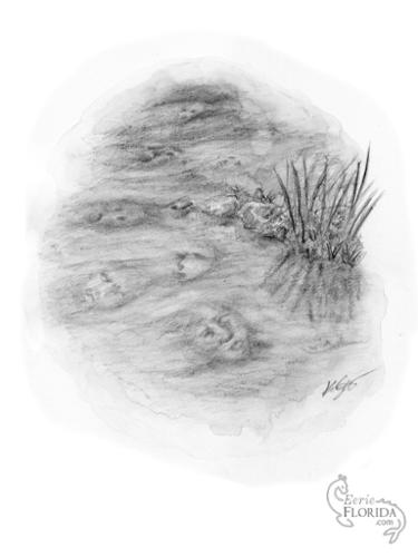 metanzas-facesinwater-illustration-wm